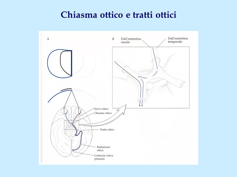 Il Sistema Visivo Ppt Video Online Scaricare